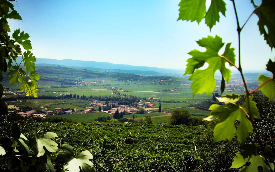 2-hours Amarone Wine Tour with Sommelier Wine Tastings - Amarone and Valpolicella Explained Like a Real Lesson