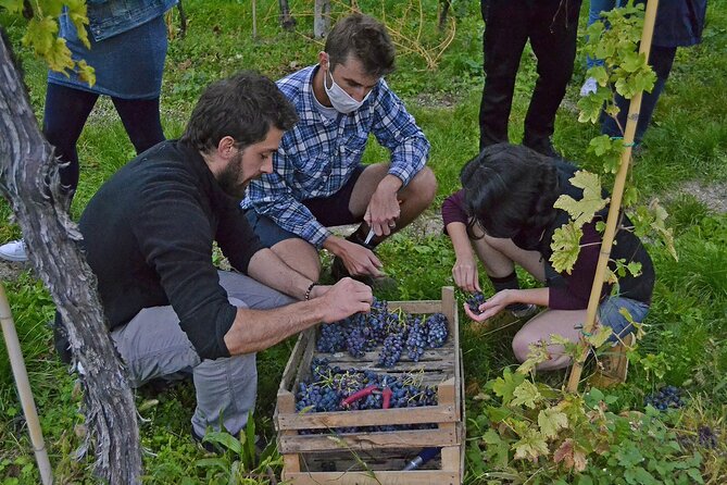 6 Wine Tasting in Valpolicella Classica: the cradle of Amarone - Breadsticks, water, and the €5 charcuterie add-on
