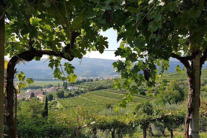 Amarone 2005 Wine Experience - Key Highlights to Know Before You Go