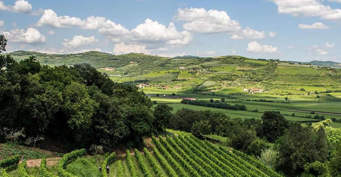 Amarone Wine Tasting Tour. Visit Verona. From Venice - Key highlights that matter (not just nice to know)