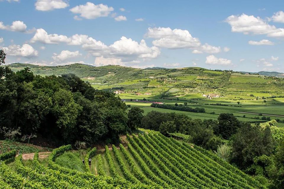 Amarone Wine Tasting Tour. Visit Verona. From Venice - Tasting four reds: Valpolicella Classico to Ripasso to Amarone and Recioto