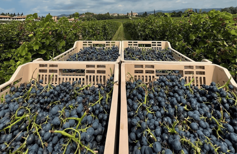Boutique Winery Tour & Tasting in Valpolicella - The summer movie poster museum by Renato Casaro (until July)