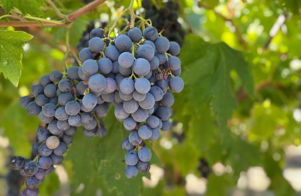 Boutique Winery Tour & Tasting in Valpolicella - Logistics that can make or break the day