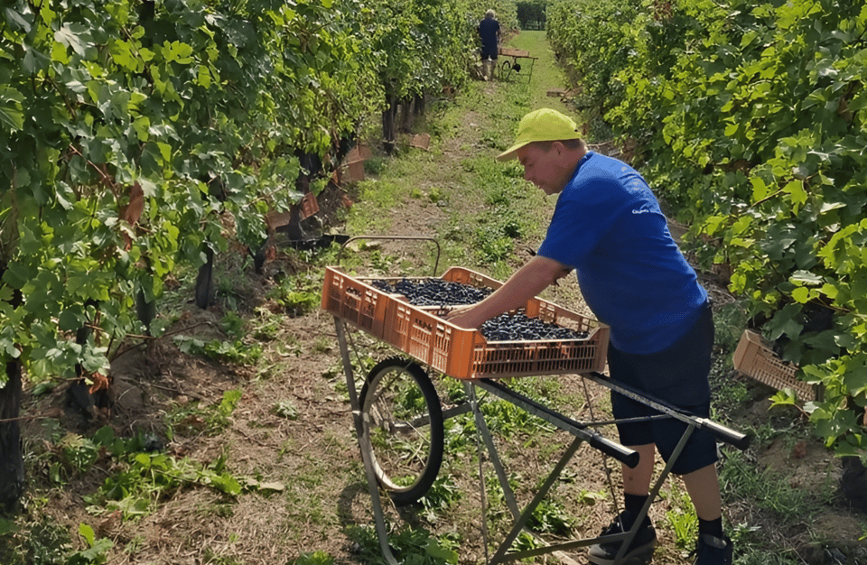 Boutique Winery Tour & Tasting in Valpolicella - Should you book this Valpolicella winery tour?