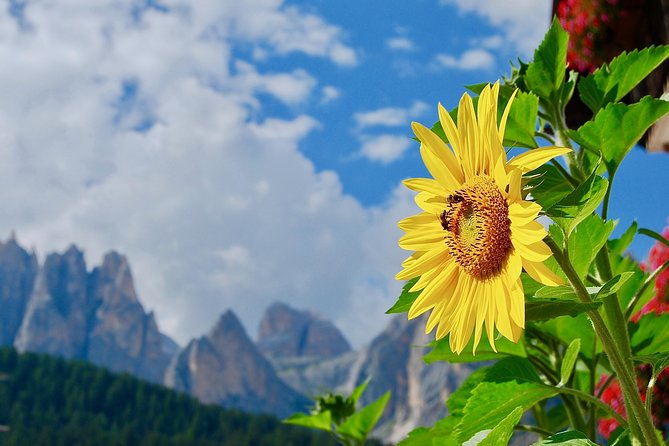 Cortina & Dolomites Small Group full Day tour from Venice - Pieve di Cadore: Titian’s Birthplace and Alpine Village Time
