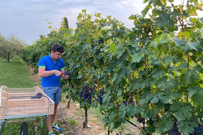Discover the Amarone wine: 1 winery with delicious food pairing - Light lunch and pairing: local bites that actually match