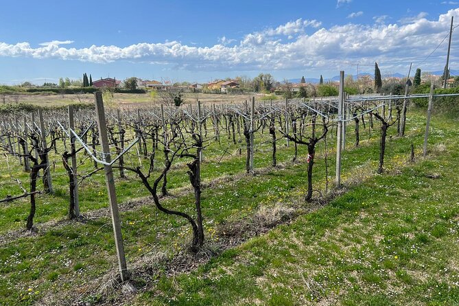 E-Bike tour with stop in the cellar in the Bardolino area - Time on the clock: what “about three hours” feels like