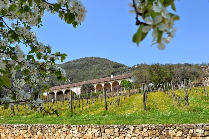 From Verona: Prosecco & Classic method sparkling wine tour, with light lunch - Stop 1 at the first winery: organic Prosecco rosè and a 16th-century setting