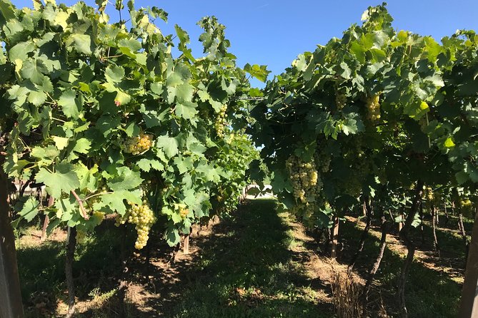 From Verona: Prosecco & Classic method sparkling wine tour, with light lunch - Price and value: what $363.38 buys you in the real world