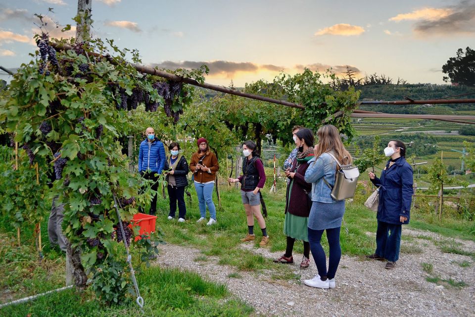 From Verona: Valpolicella Winery Tour with Amarone Vintages - Barrique cellar walkthrough: translating time into flavor