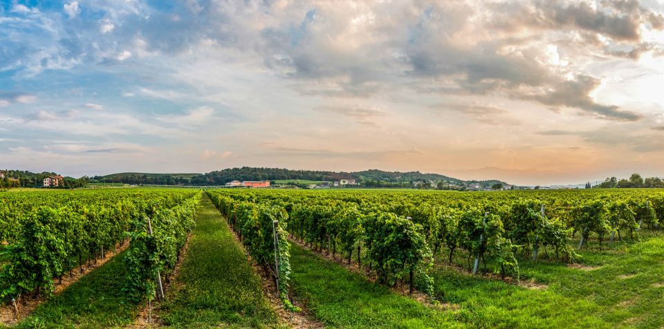 Lake Garda: Garda Hills Wine Tour and Tasting - Two cellars: new production, then the aging rooms