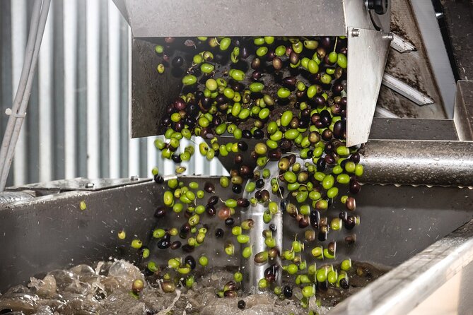 Lake Garda Olive Oil Tour and Tasting Experience - Group Size, Language, and Timing: The Practical Stuff That Makes It Smooth