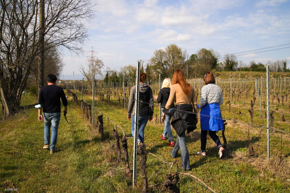 Lake Garda: Vineyard Tour and 6 wine Tasting - Logistics and practical prep: parking, mask, and arriving on time