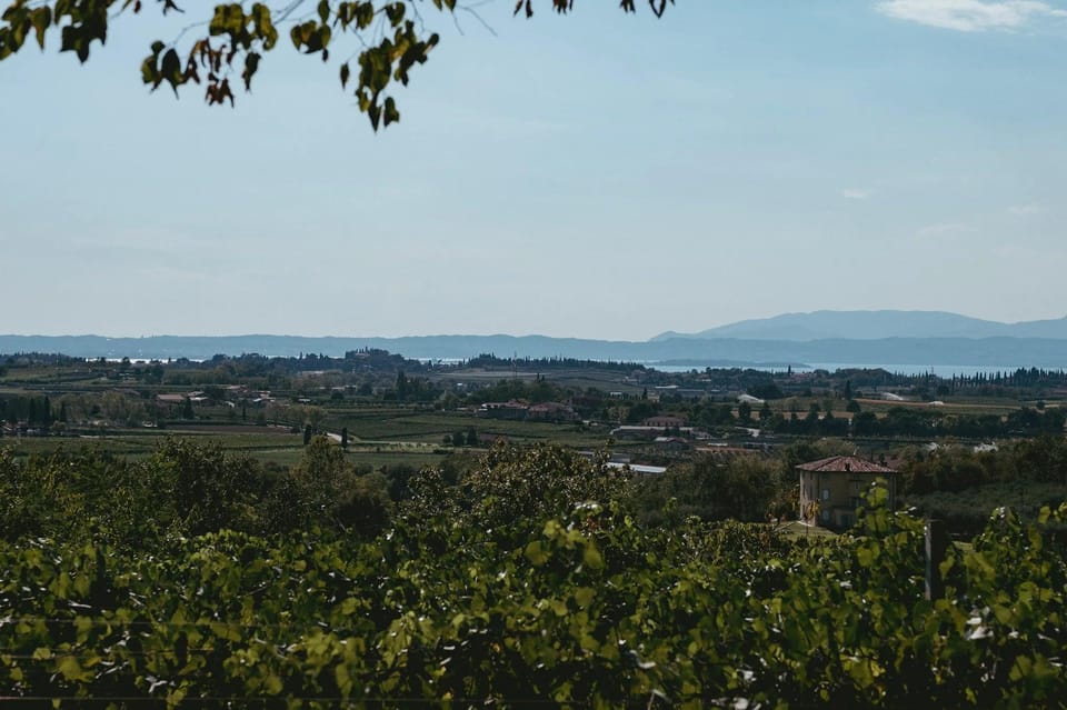Lake Garda: Vineyard Tour and Tasting on the Hills - Vineyard Walk: Pergola Training, Local Grapes, and Farming Choices