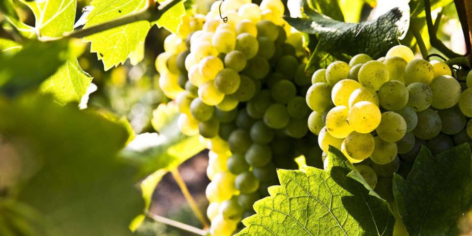 Lugana Wine Tour With Private Panoramic Boat on Lake Garda - The private part: why it’s worth it