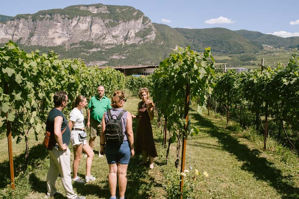 Mezzocorona: Teroldego Vineyard Tour and Wine Tasting - Buying Bottles to Take Home (Exclusive Selections)