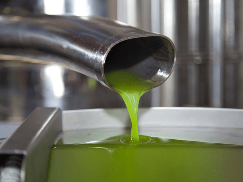 Olive Mill Tour and Tasting in the Verona Countryside - A 90-minute olive oil education near Verona