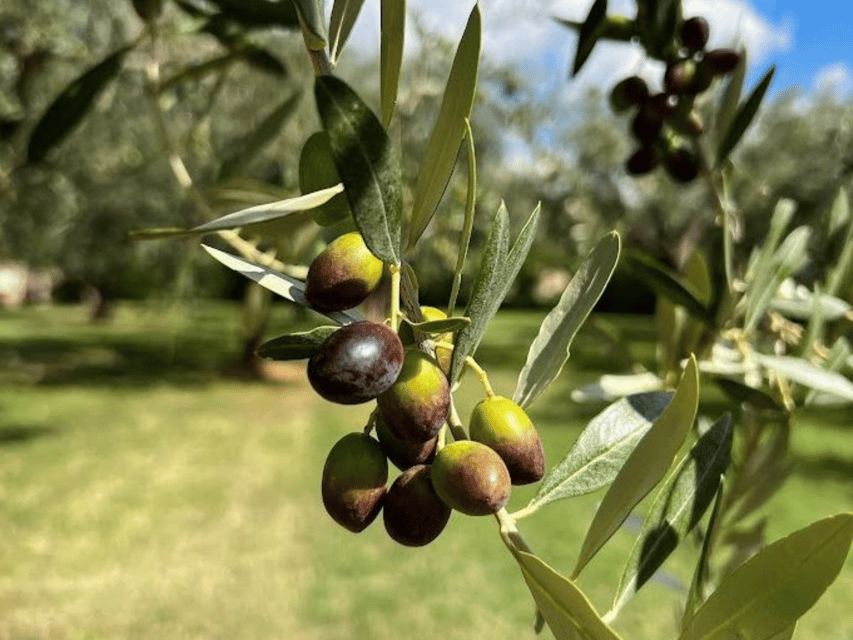 Olive Mill Tour and Tasting in the Verona Countryside - Should you book this olive mill tour in Illasi?