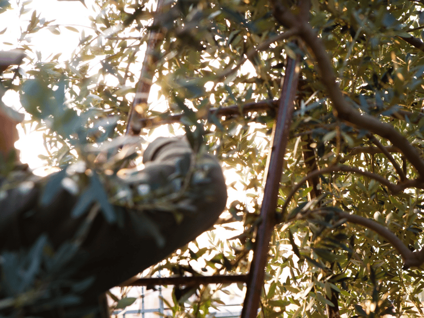 Olive Mill Tour and Tasting in the Verona Countryside - Campo di Casa: the short grove walk that sets the stage