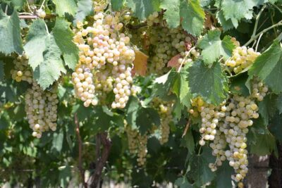 Pagus Wine Tours® - Soave and Amarone - Half day wine tour - Meeting at Pagus Wine Tours (No Hotel Pickup, 2:00 PM Start)