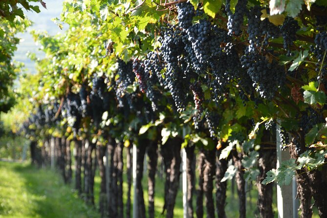 Pagus Wine Tours® - Two Amarone wineries - Half day wine tour - How the tour fits Verona time (and why that matters)