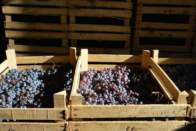 Pagus Wine Tours® - Two Amarone wineries - Half day wine tour - Snacks in the cellar: the practical pairing that keeps you going