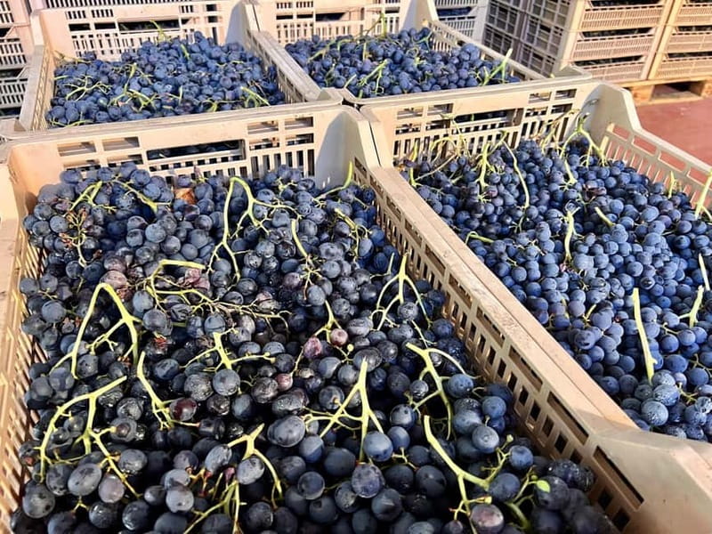 The grand tour of Amarone: 2 wineries with delicious lunch - The early photo stop: a quick taste of the hills