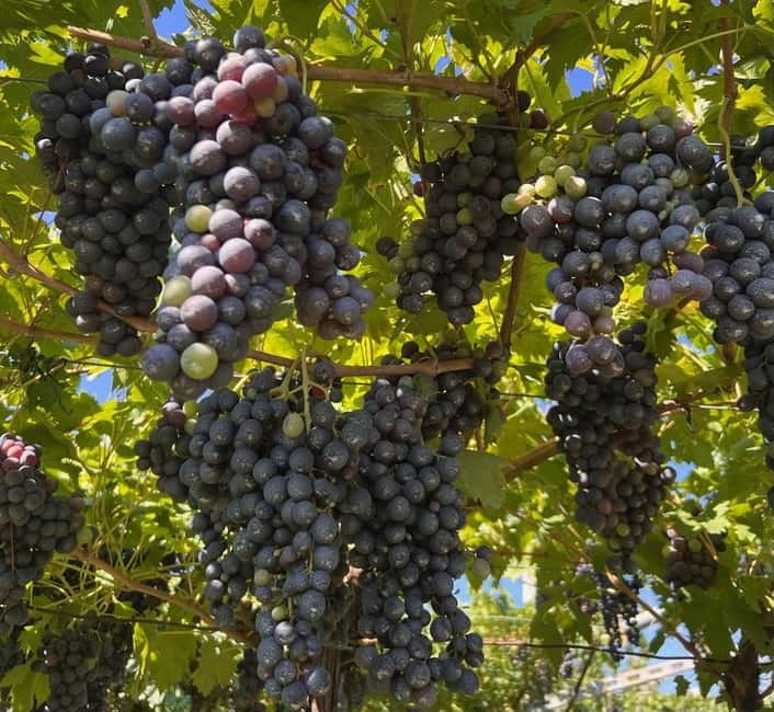 The grand tour of Amarone: 2 wineries with delicious lunch - Stop 1 winery time: producer storytelling and Amarone-focused tasting