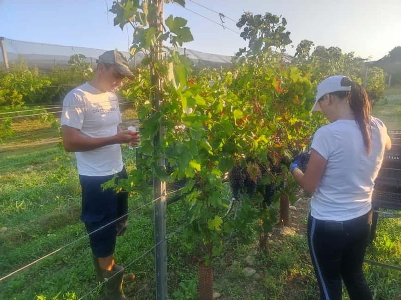 The grand tour of Amarone: 2 wineries with delicious lunch - Lunch in a 15th-century wine cellar: when Valpolicella becomes food