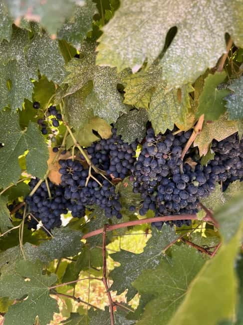 The grand tour of Amarone: 2 wineries with delicious lunch - Stop 2 vineyard walk and the indigenous grape lesson