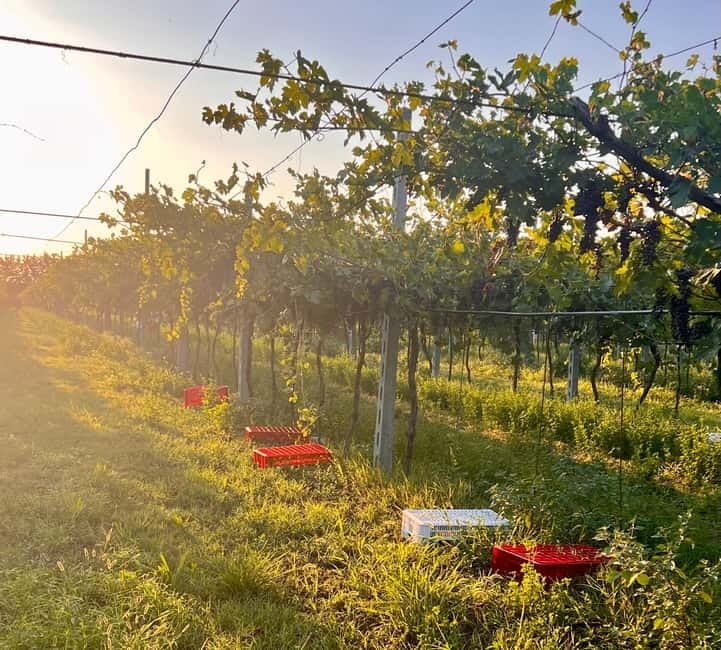 The grand tour of Amarone: 2 wineries with delicious lunch - The winemaking process talk: from fermentation to bottling