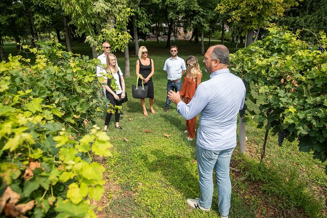 Tour and Tasting of Organic Wines in Lazise - Price and time: is $58.87 for 1.5 hours good value?