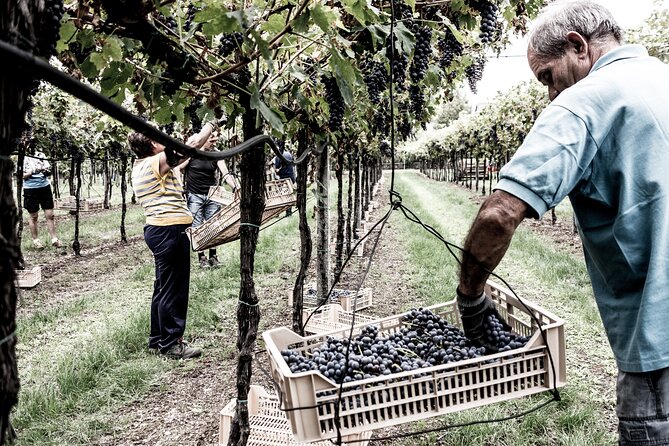 Valpolicella Wine Tasting Experience & Light Lunch - English-guided pacing: when a sommelier makes the difference