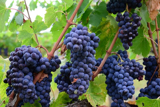 Verona area: Wine Tasting Experience in Valpolicella - Getting to Valpolicella from Verona without eating your whole day