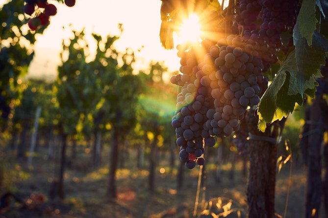 Verona area: Wine Tasting Experience in Valpolicella - The six-wine tasting: Valpolicella, Recioto, Amarone, and the “why” behind the flavors