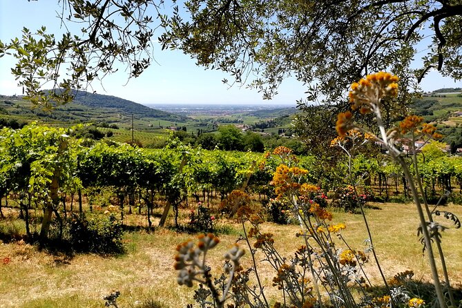 Verona - Cellar Tour and Tasting of NATURAL WINES - Natural wine at TERRE DI PIETRA: what makes this tour worth your time
