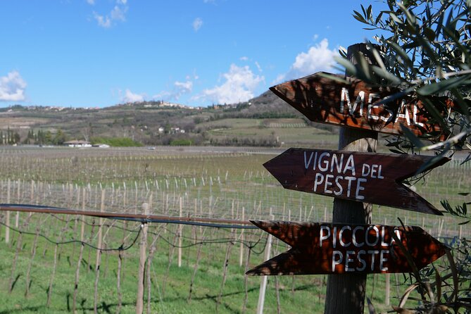Verona - Cellar Tour and Tasting of NATURAL WINES - Inside the vineyard walk: the ideas you’ll carry into the tasting