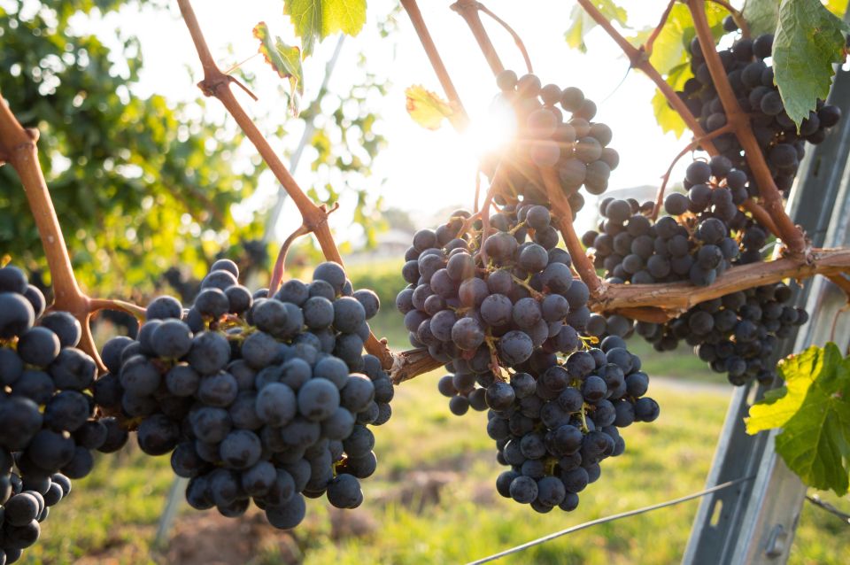 Verona: Horseback Riding and Wine Tasting Experience - Wine Tasting With Cheese and Salami (What You’ll Actually Get)