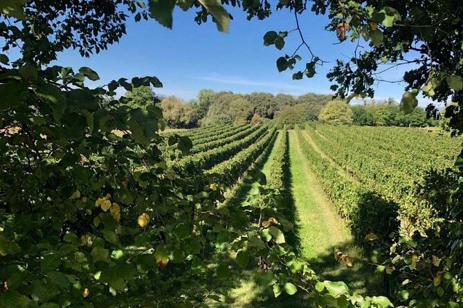 Vineyard tour and tasting of 6 Garda Wines with Giovanna Tantini - Should you book this vineyard tour for your Verona or Lake Garda trip?