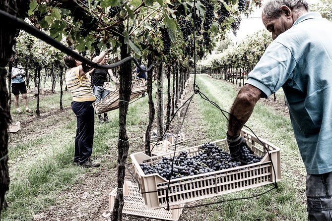 Vineyard Tour with Light Lunch in Valpolicella - Light lunch pairing: cold cuts, cheese, focaccia, dessert