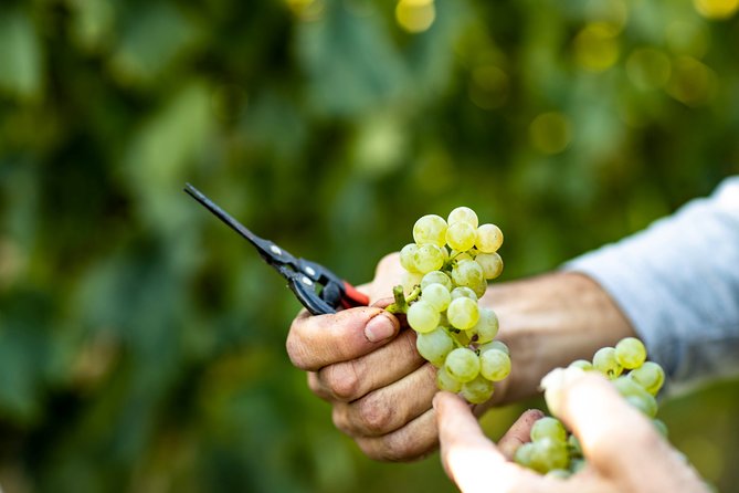 Visit and wine tasting at Tenuta La Cà - The tasting: four wines, local bites, and pairing that makes sense